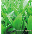 Hybrid green cabbage seeds for growing-Longmory